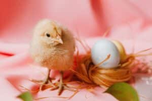 Image of Chick And Egg X